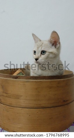 An old two-tiered dim sum brown wooden mat with a genetta snow kitten on it with blue eyes staring towards its right.