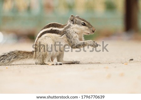 The squirrel eats the grain. sunlight bokeh background