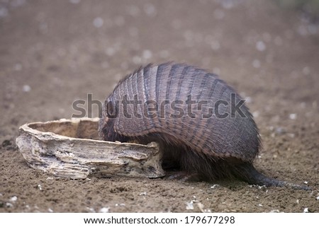 armadillo close up portrait while eating