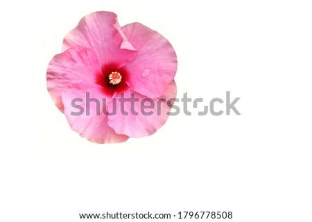 Hibiscus flowers pink blooming with copy space isolated on white background closeup.