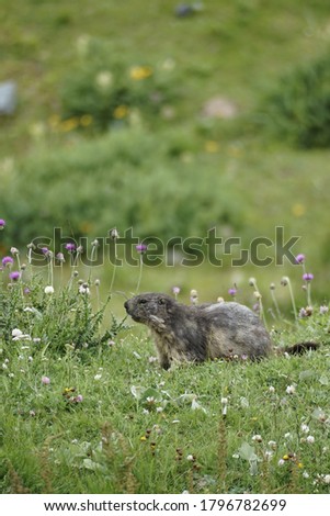 Marmot to the Alpes in the grass