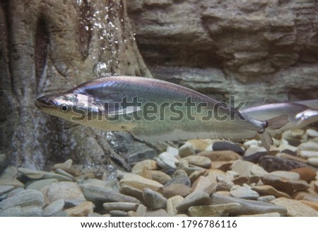 Sheatfish swimming in the aquarium.  Micronema apogon.