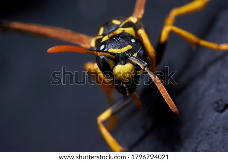 Close up of a wasp on a black background