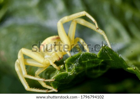 Close up of a spider resting on a leaf