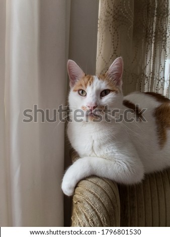 The white-orange cat is lying on the armchair of the armchair near the window. Only part of the curtains behind the cat and the top of the armchair can be seen