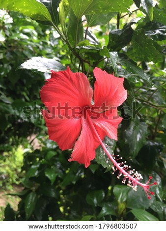 Red color hibiscus flower. Close up picture.