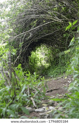Hole nature from green leaves and root like circle in forest indonesia landscape portrait photography