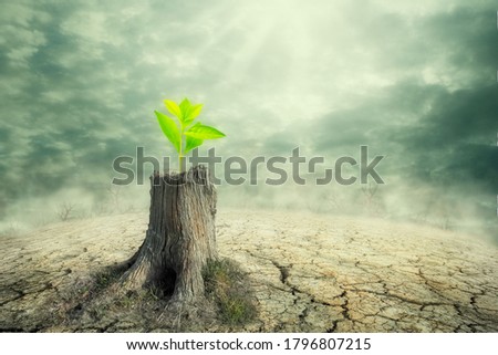 New beginning and the cycle of life concept of hope and recovery as a sapling plant growing from a dead tree as a psychology of a start or young business determination. new business or life metaphor  Royalty-Free Stock Photo #1796807215