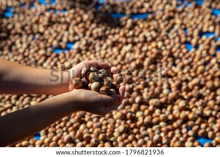 young white girl with a pile of nuts in his hand during the hazelnut harvest in Turkey
