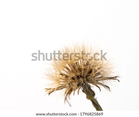 Macro beautiful brown and dried flower isolated on white