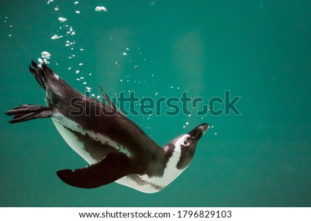 One isolated penguin swimming in water. African penguin. Spheniscus demersus. Cape penguin or South African penguin. Background, copy space.