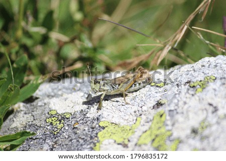 A cricket posing in the mountains
