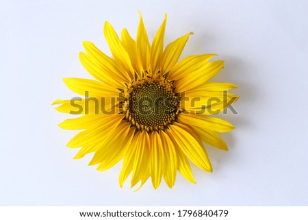 Yellow sunflower flower on a white background. View from above. Close-up.