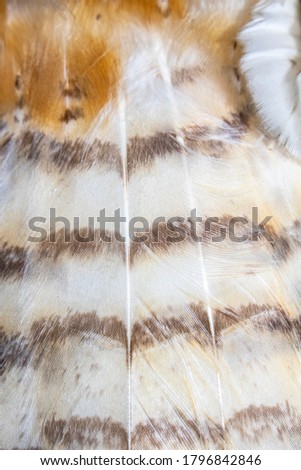 Close Up of Beautiful British Barn Owl Feathers