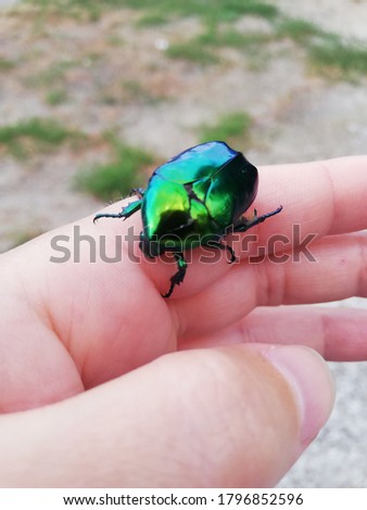 photo of a bright green May beetle on a woman's hand, on a finger, on a palm