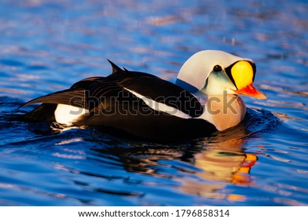 King eider in the Arctic sea. Close-up  of somateria spectabilis was taken an early morning March 2016 in Båtsfjord, Norway. First sun in the morning.