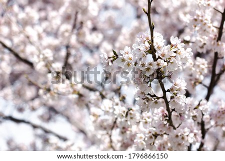 Close up of cherry blossoms on tree