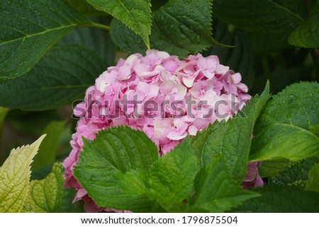 Macro Picture of beautiful pink rose 