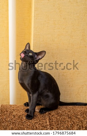 Oriental shorthair ebony cat is playing, licking his nose, breed kitten, claws, green eyes