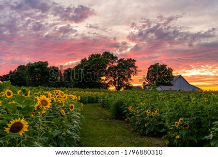 Colorful Sunset on a rural farm field full of sunflowers.  Royalty-Free Stock Photo #1796880310