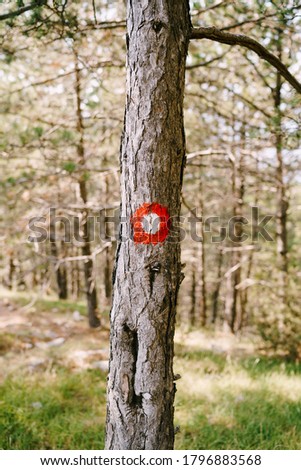 Red dot hiking sign on a tree. Red circle with a white dot. Direction signs of the hiking trail and its difficulty.