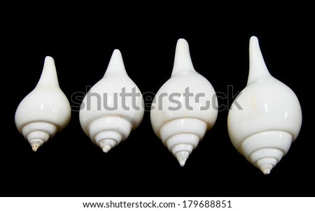 Valampuri shank or Great indian chank seashell isolated on black background