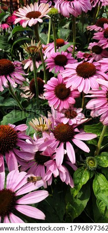 This picture is Echinacea coneflower _ plant