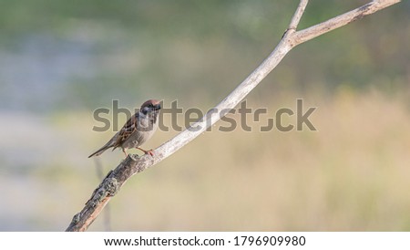 A sparrow sits on a dry branch on a summer day in the park.