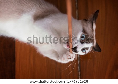 
Anakin cat playing and biting a stick