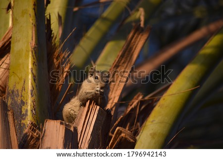 Asian gray squirrel on palm dates tree, chipmunk close up eating sweet fruit date, mammal wildlife animal nature fauna