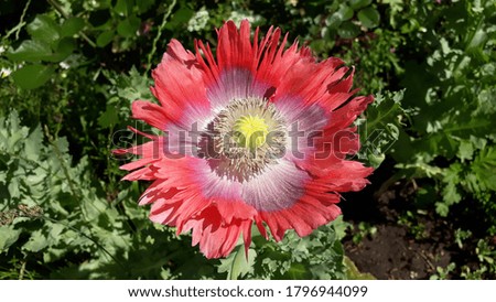 Blooming poppy flower close-up, green garden background