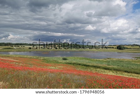 poppys in "skjoldungernes land" - naturereserve
