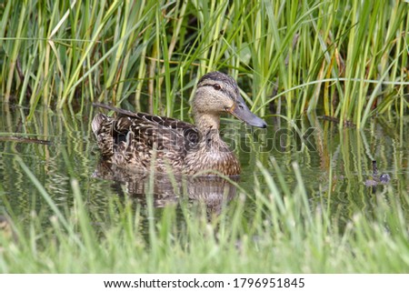 Duck swiming with her ducklings in a small pond with green reeds in the background 