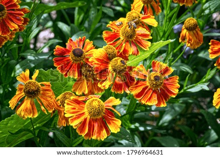 Bright orange and yellow flowers