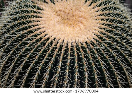 Collection Desert Plants Cactus Set Vintage. Different Succulent Prickly Spine Cactus Exotic Nature Decorative Houseplant Concept. 