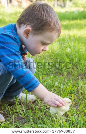 a little boy observes the chicken with interest, touches it with his hand, strokes it. Summer. Sunny day. Vertical photo, close-up