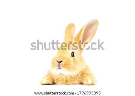 Head of a ginger rabbit on a white background. Decorative hare. Easter concept.