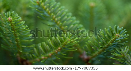 beautiful fluffy spruce branches with young fresh needles