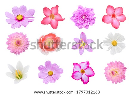 Collection of different colorful flower (poppies, Dahlia, Cosmos, Crocus, Adenium) Isolated on white background with clipping path