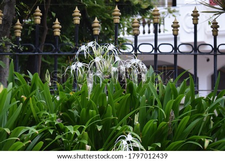 beautiful spider lilies at outdoor with selective focus