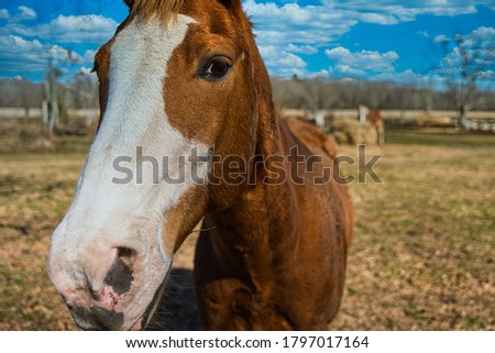 Curious Horse waiting for hay