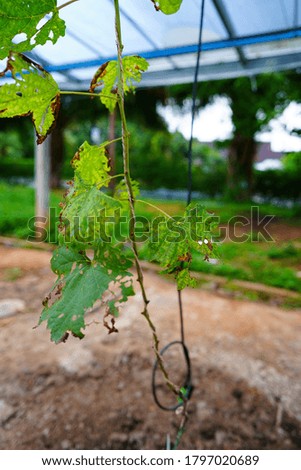 Grape leaves grown naturally and chemical free in the morning in Chiang Rai, Thailand