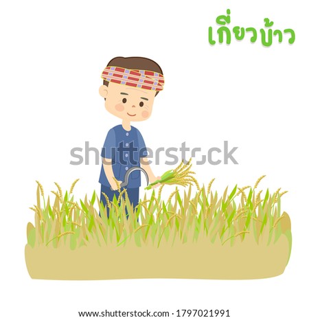 Rice Harvest vector in Thai Language it mean “Rice Harvest”