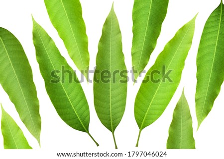 Green mango leaves with white background, used for decoration or illustration. Royalty-Free Stock Photo #1797046024