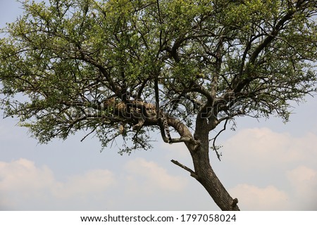 Leopard relaxing high on branch of acacia tree against backdrop of cloudy sky in Masai Mara National Reserve, Kenya, Africa