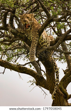 Sleepy leopard yawning while relaxing on branch of leopard tree in Masai Mara National Reserve, Kenya, Africa