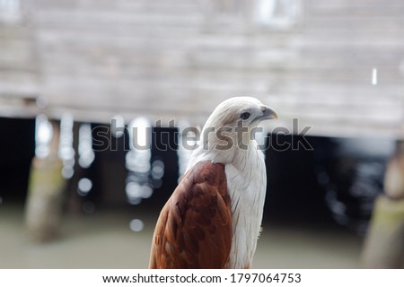 A red hawk on a branch in a seaside village.