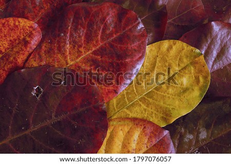 Red and yellow malabar leaves as background                              