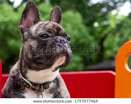 Brindle French bulldog outdoor portrait at the park