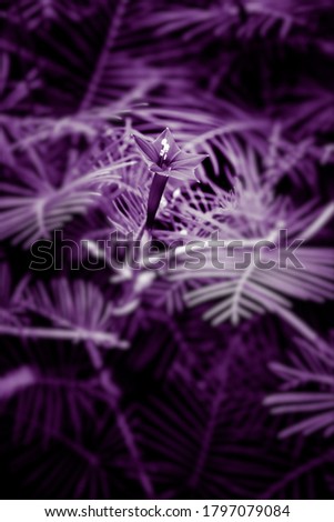purple color tones and nature patterns 